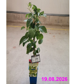 Actinidia arguta 'Vitikiwi' RP 1,6 L